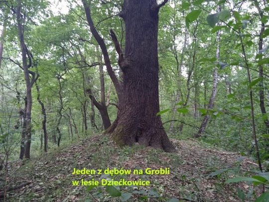 13 kolejnych drzew pomnikami przyrody w Mysłowicach