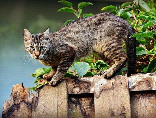 Apel prezydenta – pomóżmy  kotom przetrwać zimę!