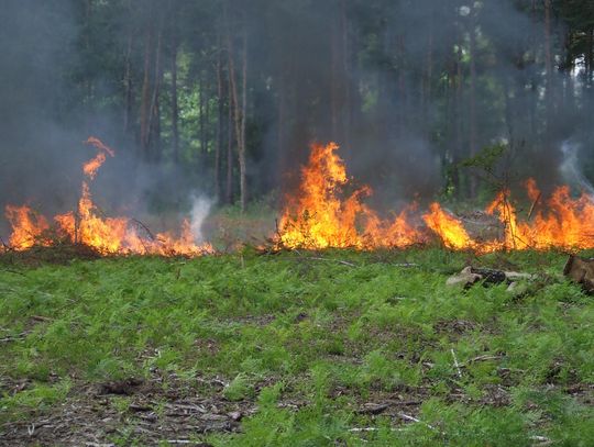 Bezpieczne wakacje w lasach bez pożarów