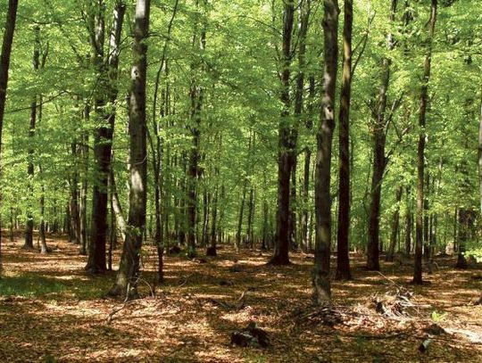 Leśnicy przystosowują śląskie lasy do zmian klimatu