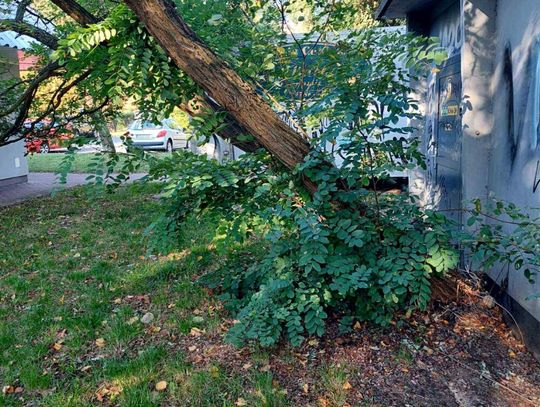 Mysłowice realizują plan usuwania drzew. Powód: bezpieczeństwo mieszkańców i obowiązujące decyzje administracyjne.