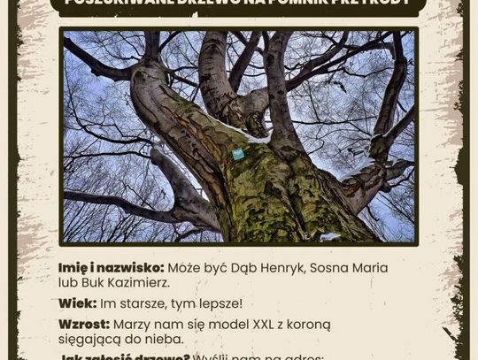 Poszukują wyjątkowych drzew!
