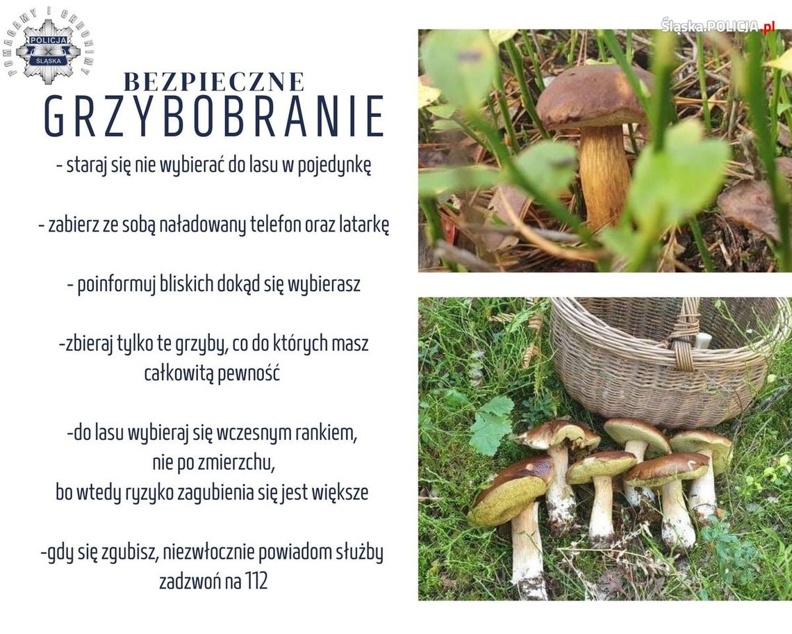 Bezpieczne grzybobranie