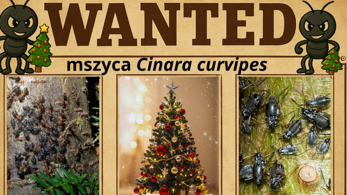 Choinka z niespodzianką. Jeśli ją masz na choince, zawiadom PAN Choinka z niespodzianką. Jeśli ją masz na choince, zawiadom PAN