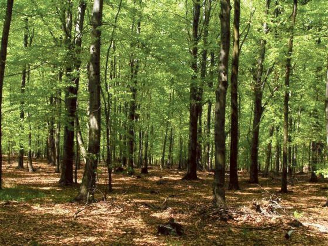 Leśnicy przystosowują śląskie lasy do zmian klimatu