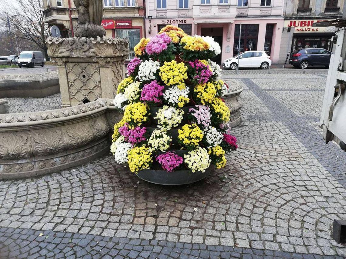 Mysłowice  w kwiatach