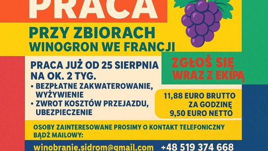 Winobranie Francja
